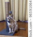 cat protecting nail sharpener 96591064