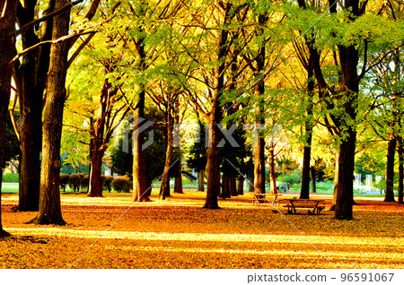 Autumn leaves of Yoyogi Park Ginkgo biloba Autumn leaves of Yoyogi Park Ginkgo biloba 96591067