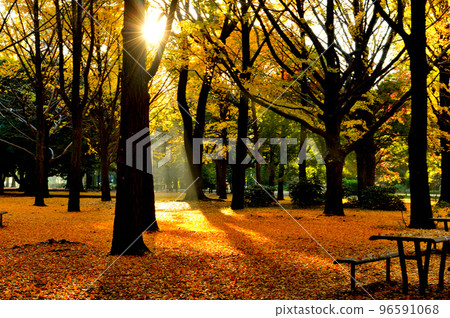 Autumn leaves of Yoyogi Park Ginkgo biloba Autumn leaves of Yoyogi Park Ginkgo biloba 96591068