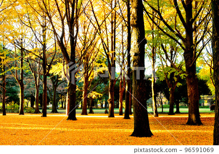Autumn leaves of Yoyogi Park Ginkgo biloba Autumn leaves of Yoyogi Park Ginkgo biloba 96591069