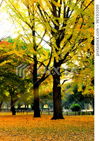 Autumn leaves of Yoyogi Park Ginkgo biloba 96591089