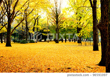 Autumn leaves of Yoyogi Park Ginkgo biloba 96591097