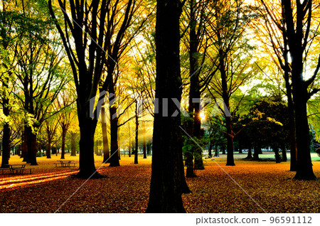 Autumn leaves of Yoyogi Park Ginkgo biloba Autumn leaves of Yoyogi Park Ginkgo biloba 96591112