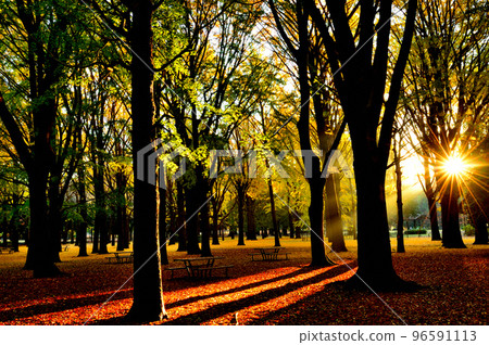 Autumn leaves of Yoyogi Park Ginkgo biloba Autumn leaves of Yoyogi Park Ginkgo biloba 96591113