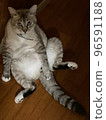 "What are you looking at?" cat 96591188
