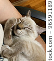 A cat doing a fist pose while sleeping 96591189