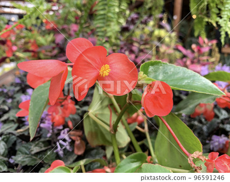 Beautiful red flowers Begonia (Latin - Begonia) 96591246