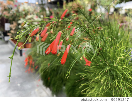 Horsetail Russelia flowering 96591247