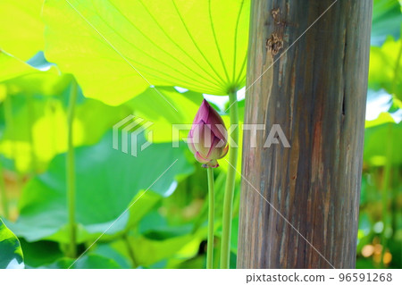 Lotus flower bud Lotus flower bud 96591268