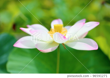Lotus flower 96591271