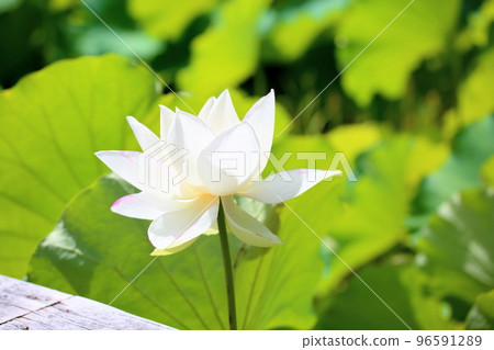 蓮花 蓮花 96591289