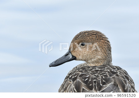 Pintail Pintail 96591520