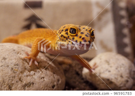 豹紋壁虎 豹紋壁虎 96591783