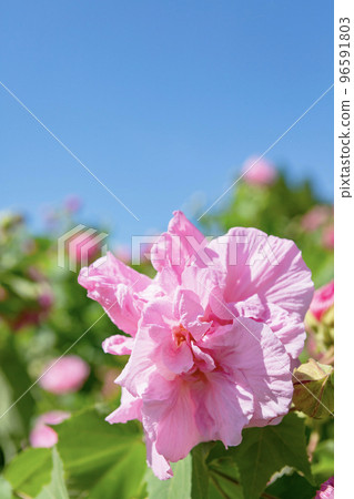 Close-up of Fuyo flowers 96591803