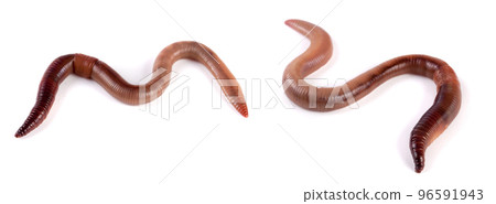one earthworms isolated on white background one earthworms isolated on white background 96591943