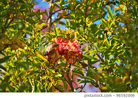 Pomegranate fruit with a torn mouth (Autumn, November) Pomegranate fruit with a torn mouth (Autumn, November) 96592006