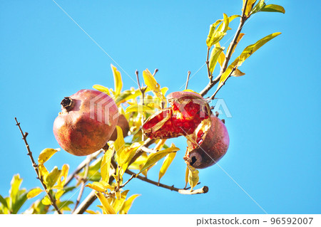 Pomegranate fruit with a torn mouth (Autumn, November) Pomegranate fruit with a torn mouth (Autumn, November) 96592007