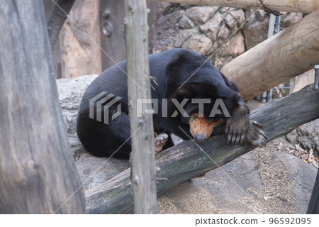 上野動物園 上野動物園 96592095