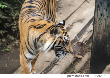 Ueno Zoo Sumatran tiger Ueno Zoo Sumatran tiger 96592150