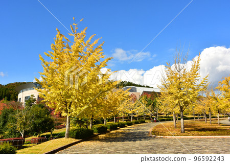 福井健康森林健康運動公園銀杏葉 96592243