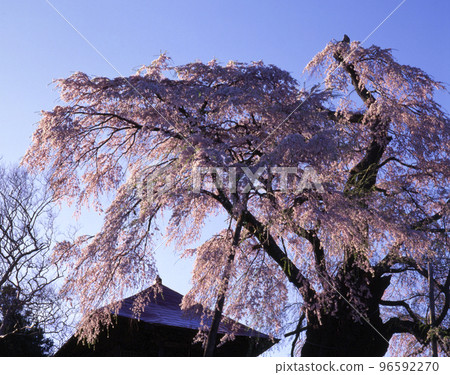 Fudo cherry blossoms in Fukushima prefecture in the evening sun 96592270
