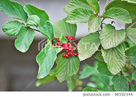 Red Viburnum (Autumn, November) Red Viburnum (Autumn, November) 96592344