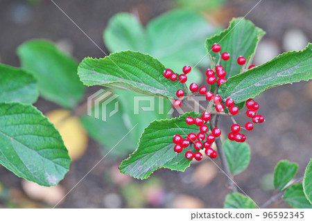 Red Viburnum (Autumn, November) Red Viburnum (Autumn, November) 96592345