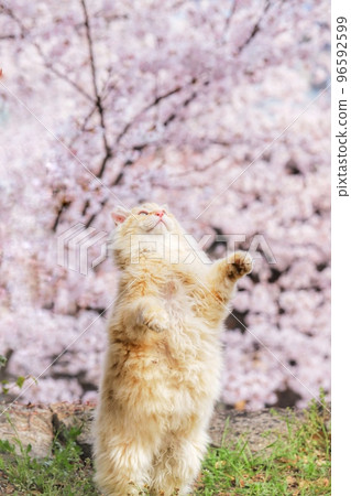 Sakura and cat 11 96592599