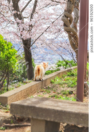 Sakura and cat 12 96592600