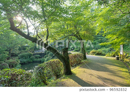Morning in the park Fresh green promenade (Utsubuki Park) 96592832