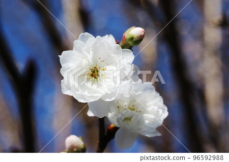 Pure white jugatsuzakura (October cherry blossoms) that blooms in November Pure white jugatsuzakura (October cherry blossoms) that blooms in November 96592988