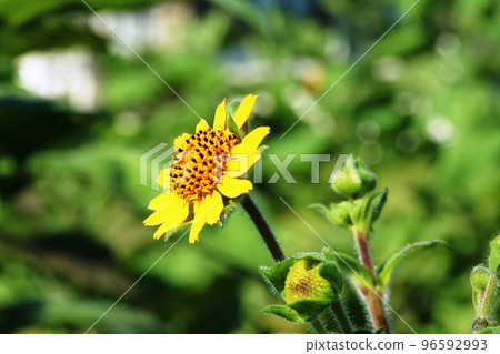 Yellow flower yacon blooming in late autumn field 96592993