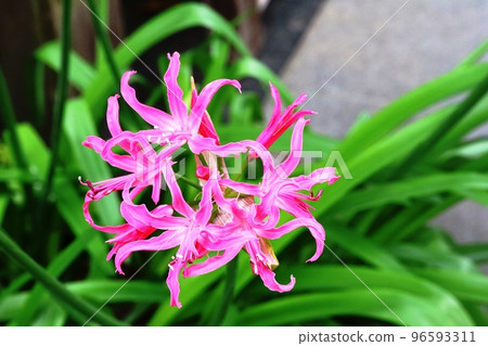 Winter flower nerine is starting to bloom! 96593311