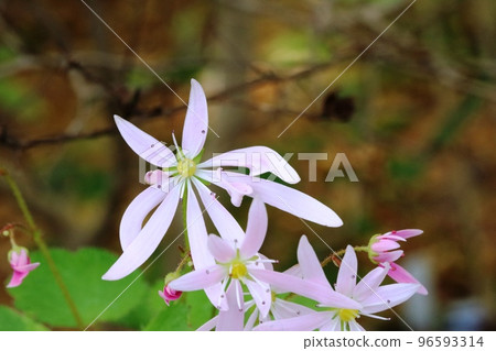 Daimon Jisou (daimonjisou) 有 8 個花瓣 Daimon Jisou (daimonjisou) 有 8 個花瓣 96593314