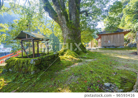 A large ginkgo tree over 300 years old on the grounds of Nagareya Hachiman Shrine (Amami, Kawachinagano City, Osaka Prefecture) 96593416