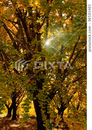 稻澤市崇武町銀南公園的銀杏黃葉 96593465