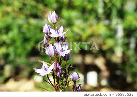 Murasaki Senburi (Murasaki Chifuri) I met for the first time in a year 96593522