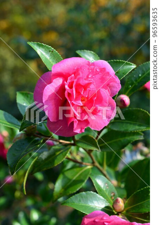在植物園種植的 Sazanka 粉紅色 在植物園種植的 Sazanka 粉紅色 96593635