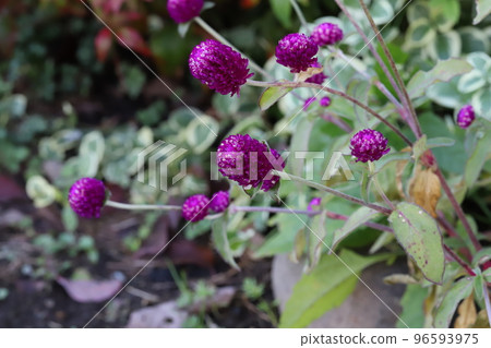 日本秋季花園中盛開的深粉色莧花 96593975