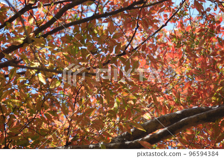 Fall of sunbeams through the sun Fall of sunbeams through the sun 96594384