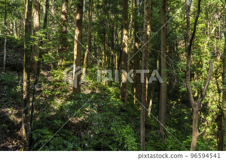 Miscellaneous trees in Nagareya district, Amami, Kawachinagano City, Osaka Prefecture 96594541