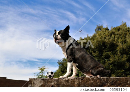 Mighty, a Boston terrier, looking at the blue sky with flying dragonflies with a soccer ball in front of him that he enjoyed playing on the dog run Mighty, a Boston terrier, looking at the blue sky with flying dragonflies with a soccer ball in front of him that he enjoyed playing on the dog run 96595104