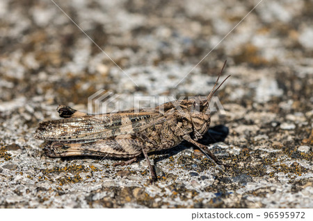 Brown grasshopper brown type 96595972