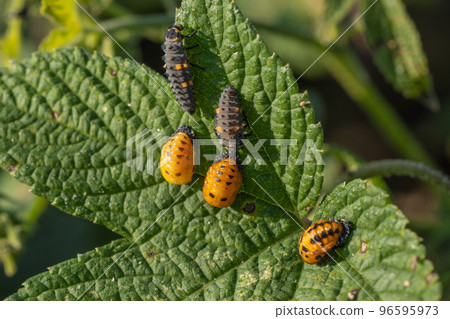 Seven-spotted beetle larva Propupal larva Pupation Seven-spotted beetle larva Propupal larva Pupation 96595973