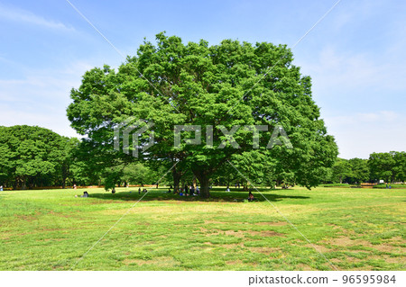 東京澀谷區代代木公園的風景 96595984