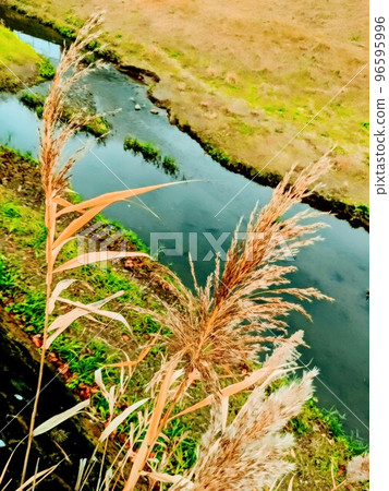 河岸邊的蒲葦隨風搖曳 河岸邊的蒲葦隨風搖曳 96595996