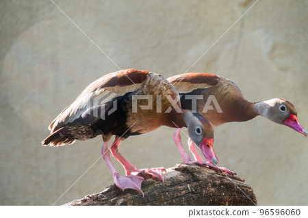 A Black-bellied Whistling Duck, lat. Dendrocygna autumnalis, Standing On A Tree Branch 96596060