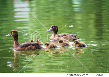 Tufted duck Family swims with their ducklings in green lake water. 96596092