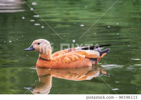 Ruddy Shelduck, or red duck, lat. Tadorna ferruginea, swimming on a lake. Ruddy Shelduck, or red duck, lat. Tadorna ferruginea, swimming on a lake. 96596115