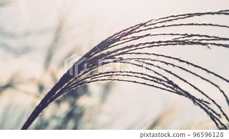 Late autumn sky and pampas grass shining in the sun Late autumn sky and pampas grass shining in the sun 96596128